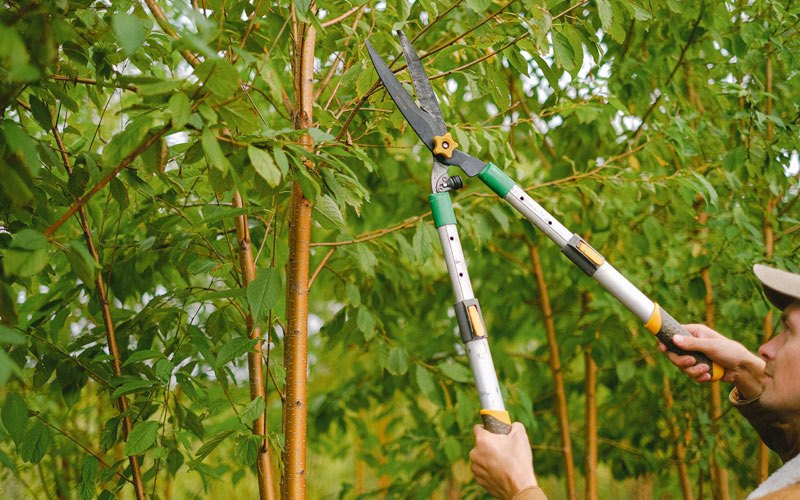 Tree trimming in Coloma, WI